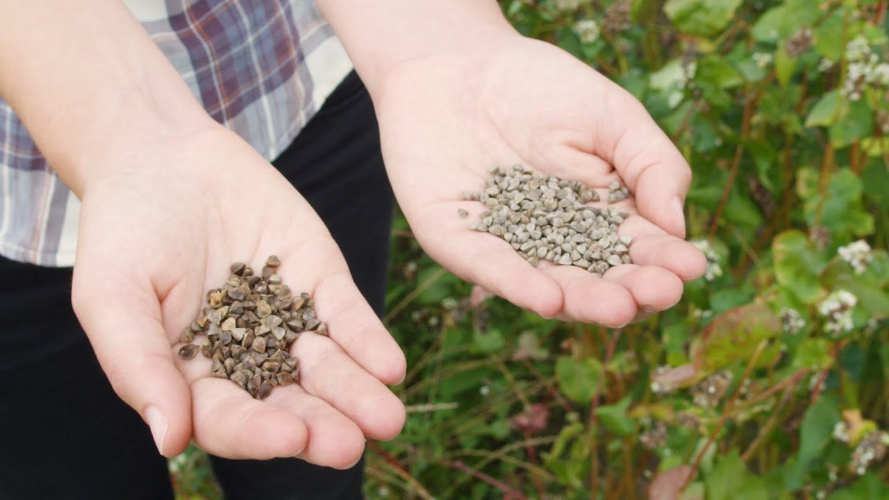 Bringing buckwheat back into our fields and kitchens