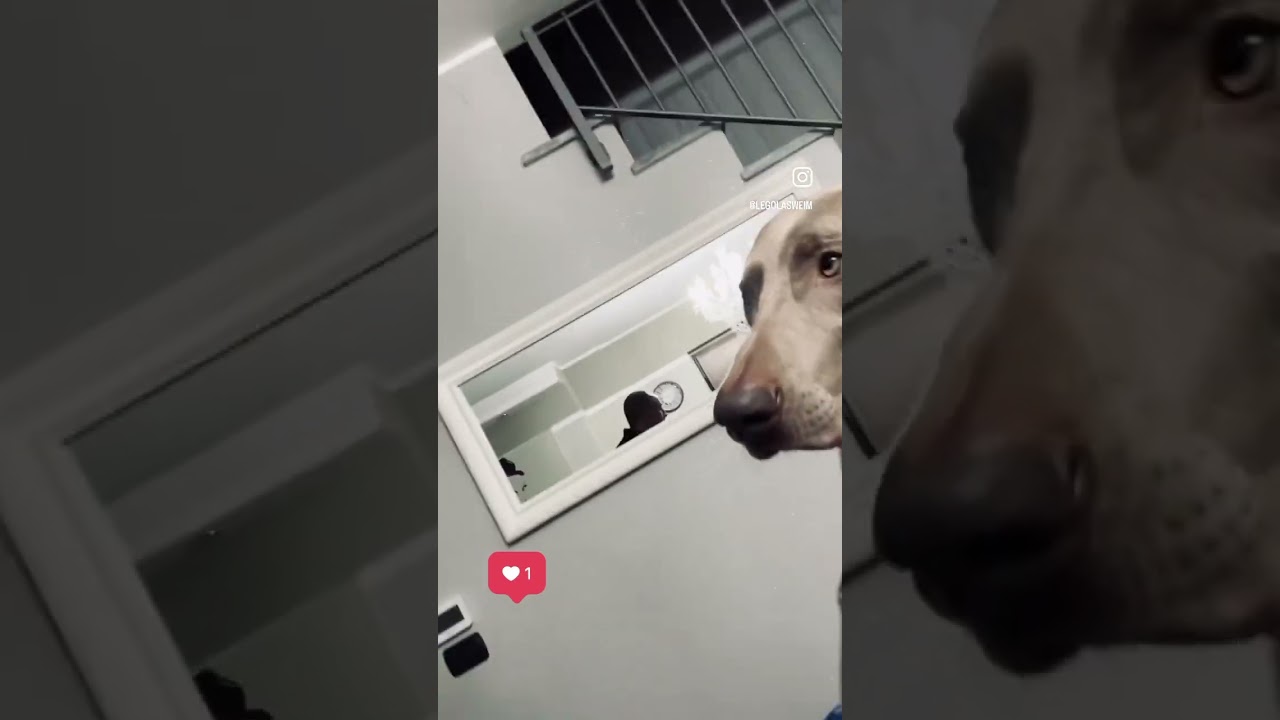 Coccole serali con il mio cane