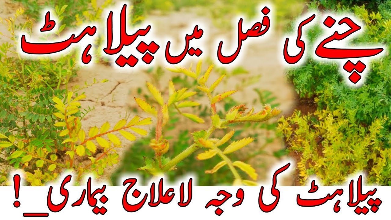 Yellow tips in kabuli chickpea|Cucumber Mosaic Virus| Mosaic virus control | CMV virus symptoms