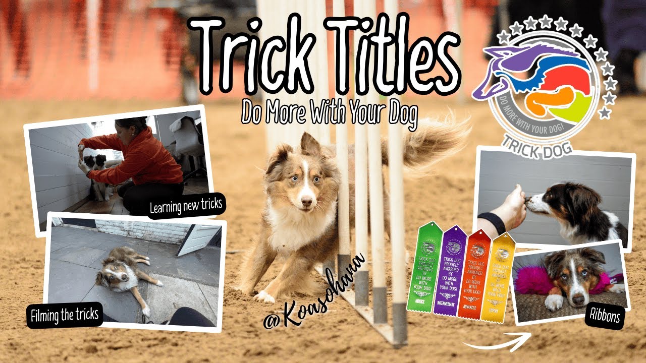 A Guide to Trick Titles With DoMoreWithYourDog - Koa’s Ohana