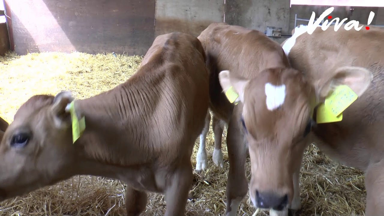 Male Dairy Calves Saved from Death