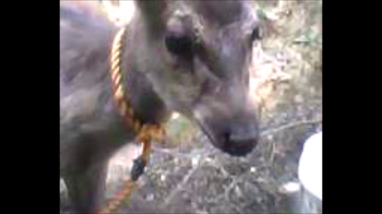 Philippine deer 2 | Calew Itogon