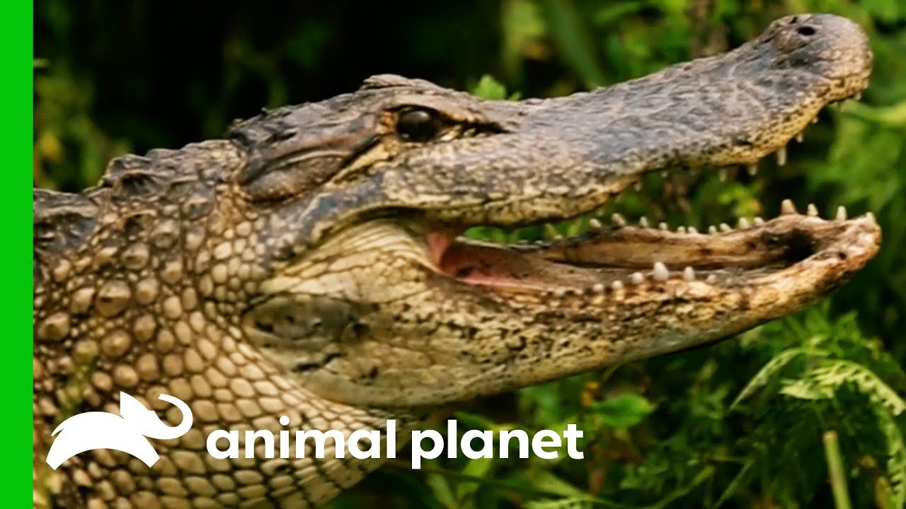 Huge 8ft Long Alligator Spotted On Woman’s Plant Nursery | Gator Boys
