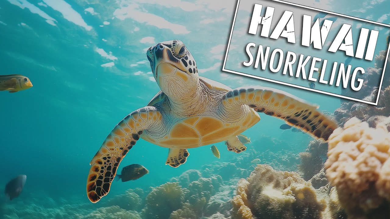 Snorkeling with Sea Turtles at Turtle Canyon, Waikiki Beach | GoPro Footage