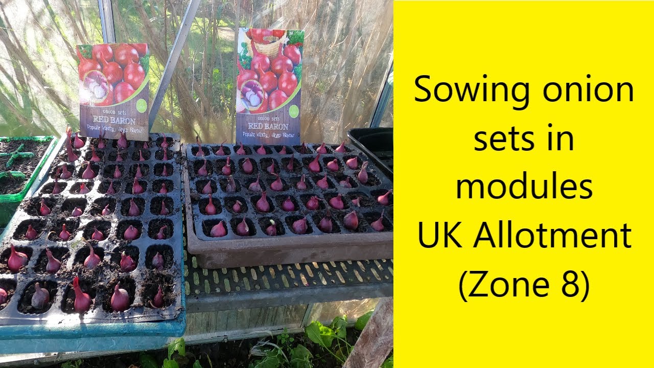 Planting onion sets in modules - UK Allotments (Zone 8)