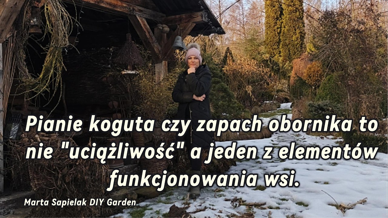 Pianie koguta czy zapach obornika to nie 