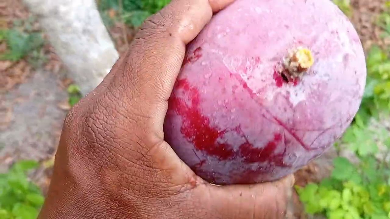 Ronaldo lima tudo passa colheita de mangas rosas na pousada Vila Caboré 