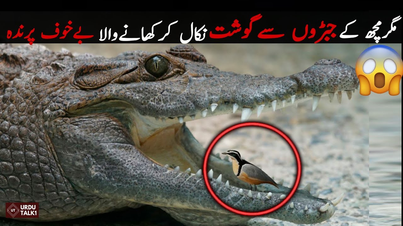 ایسا پرندہ جو مگرمچھ کےمنہ سے کھانےکےٹکڑے نکال کر کھاتاہے | BIRDS CLEANSING CROCODILES TEETHS