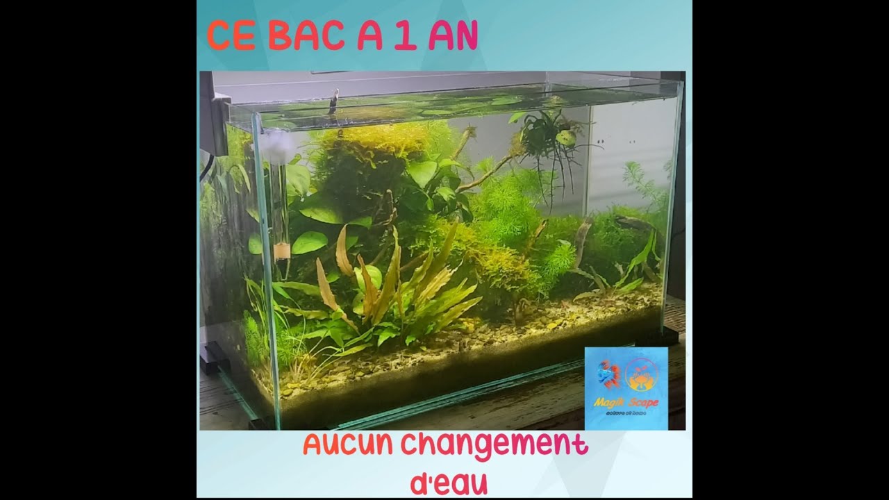 Changement d'eau ? Je n'ai pas changer l'eau depuis 1an.