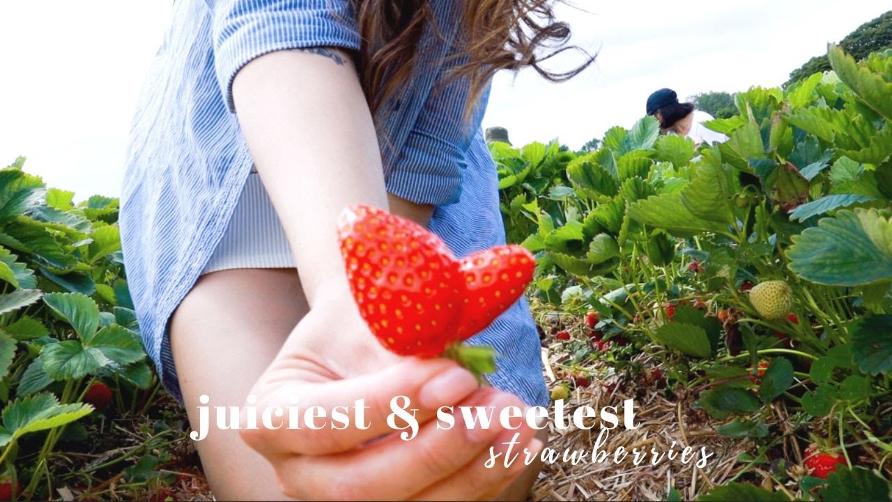 Fisrt time Strawberry Picking in Germany | Erdbeerzeit | Filipina Nurse in Germany | Moving Abroad