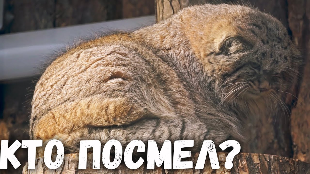Кто-то ворвался на территорию манула Шу! Ленинградский зоопарк