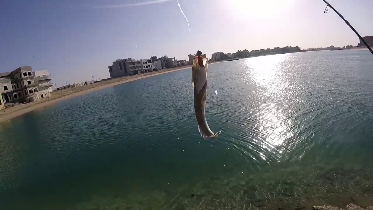 كيفية لفاح شورجيق ولفاح سوفت اسياف