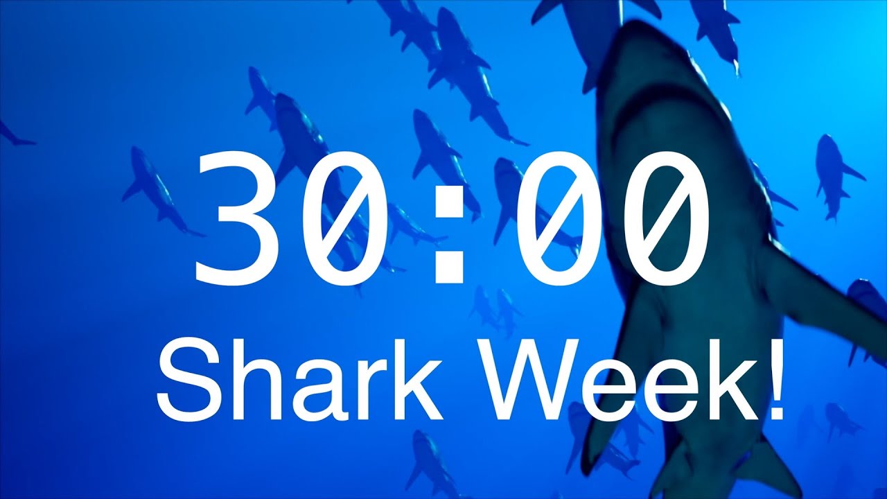 30 Minute Countdown Timer with Alarm | Relaxing Music | Shark Timer