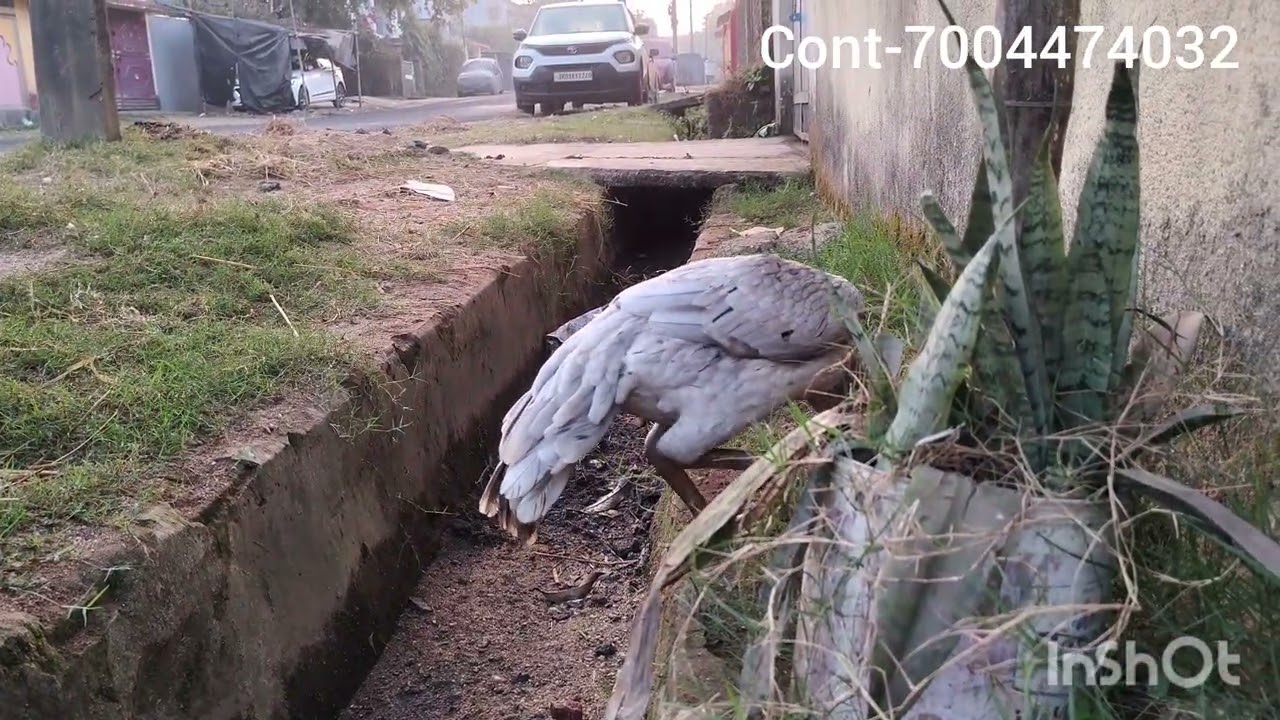 Pathan ke liye farm m  naya murgi laye