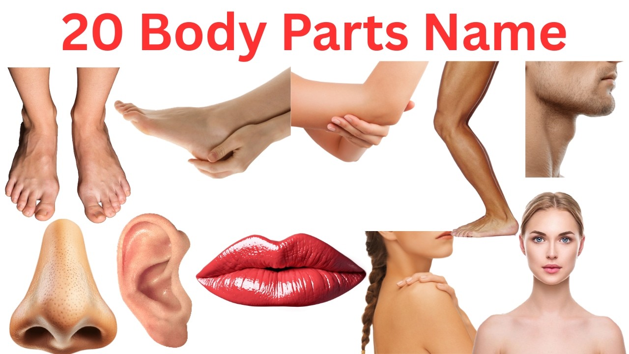 शरीर के अंगों के नाम सीखें बच्चों के लिए | Learn 20 Body Parts Names for Kids with Pictures