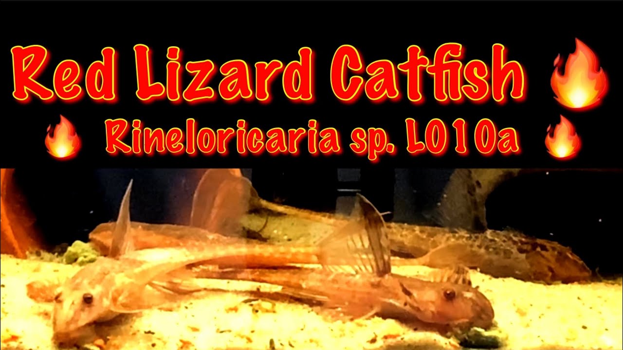 Red Lizard Catfish - Complete Care Guide! Rineloricaria sp. L010a 🔥 subscribe for more!