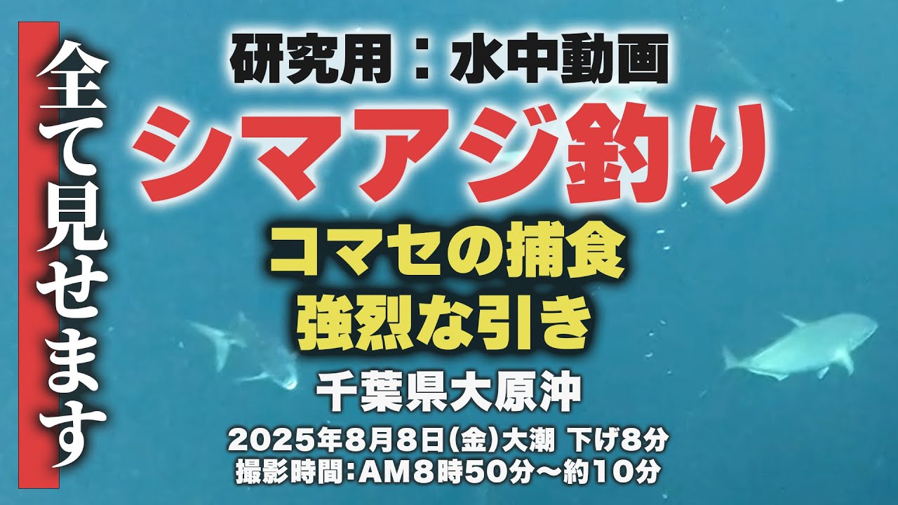 大原シマアジ釣り研究用：水中映像ノーカット版　2025年8月8日