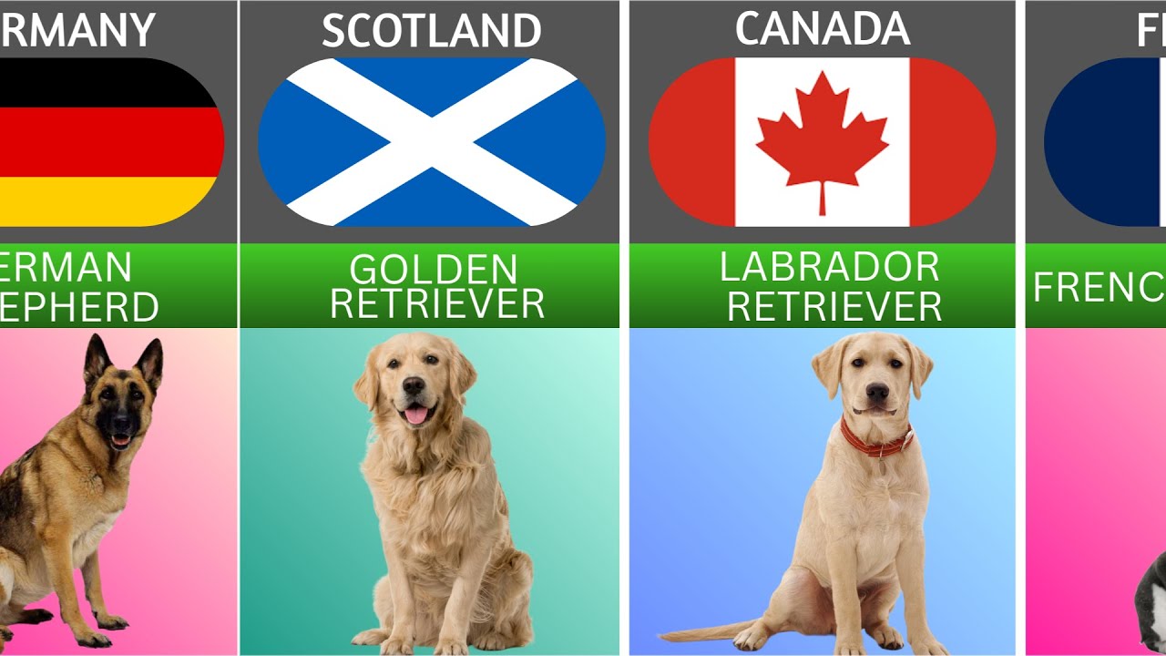 The Top 50 Most Popular Dog Breeds from different countries