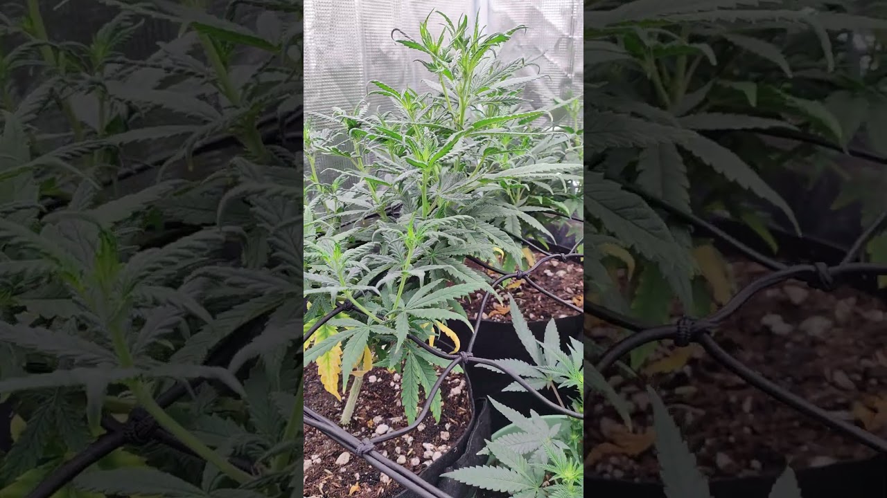 2x2 Critical purple kush, flipping to flower, from seedsman.com under the Mars hydro ts1000