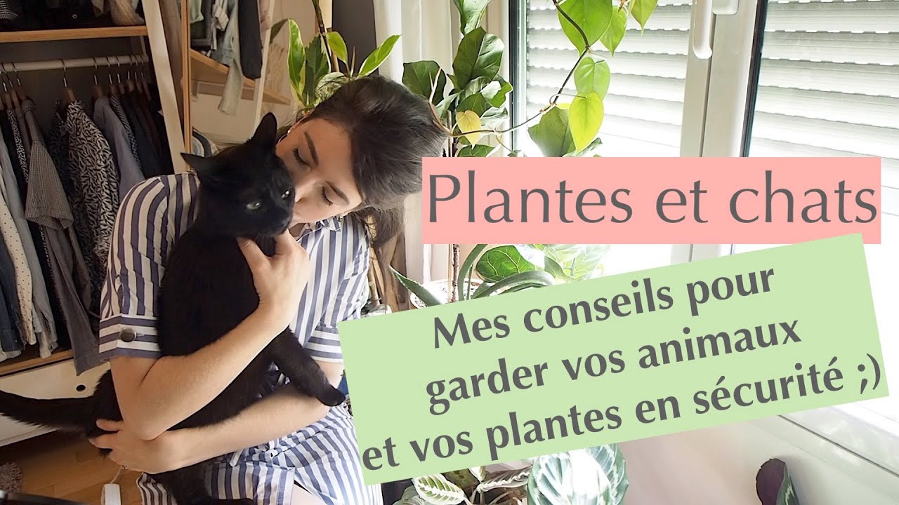 Plantes et chats : Comment les éloigner de nos plantes :)