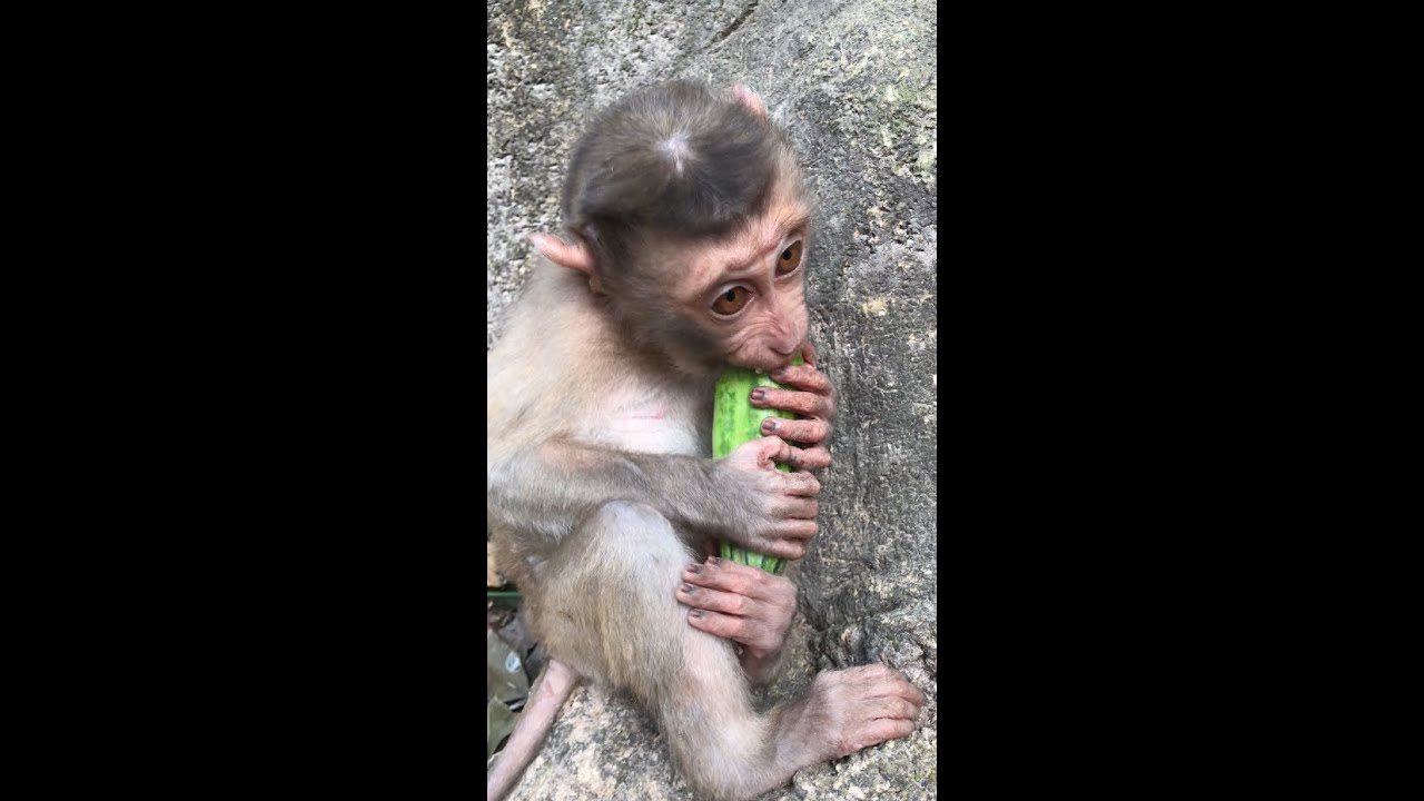 omg cute baby monkey eat fruit . monkey life. happy monkey. #animal #monkey #monkeylife