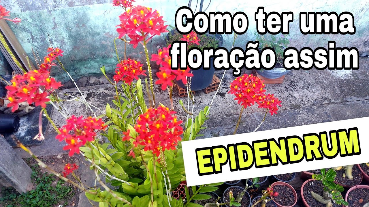 ORQUÍDEA EPIDENDRUM👉 DICAS PRA TER ESSE RESULTADO INCRÍVEL AÍ NO SEU CULTIVO ☝️