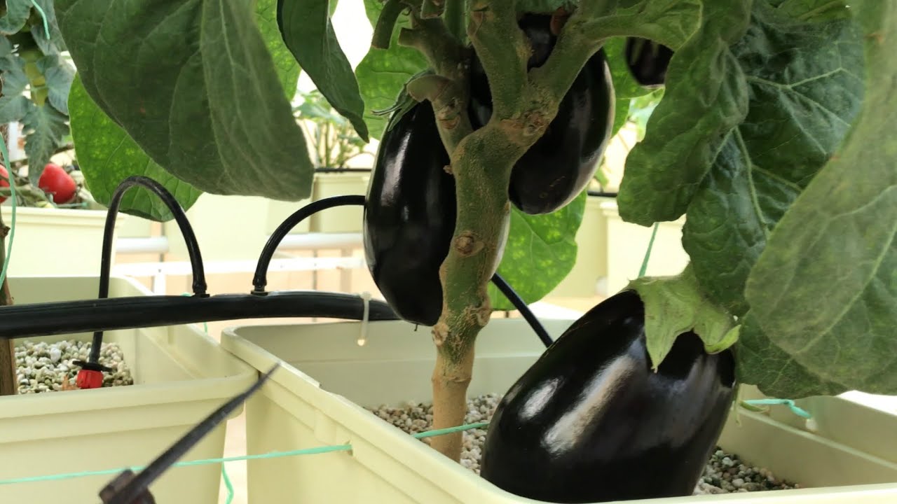 سؤال و جواب الزراعة المائية رقم  ٧