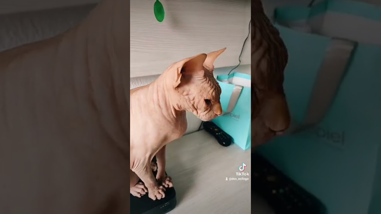 Sonido Antiguo Egipto Con Gato Esfinge