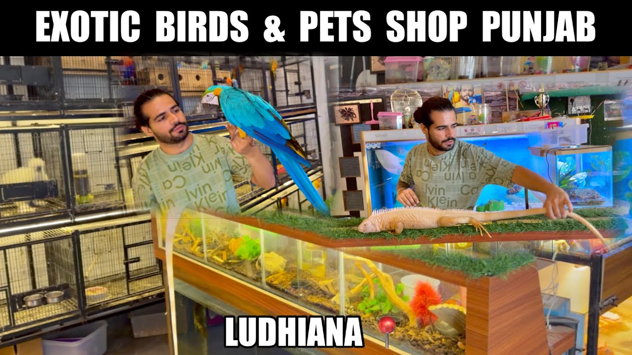 EXOTIC BIRDS & PETS SHOP IN PUNJAB || ਦੇਖੋ ਪੰਜਾਬ ‘ਚ’ ਵਿਦੇਸ਼ੀ ਜਾਨਵਰ || #pets #punjab 