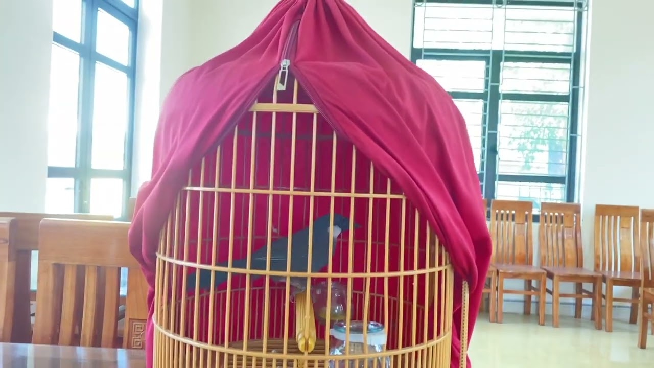 Hướng dẫn cách chọn và chăm sóc chim khướu cho người mới tập chơi (p1)