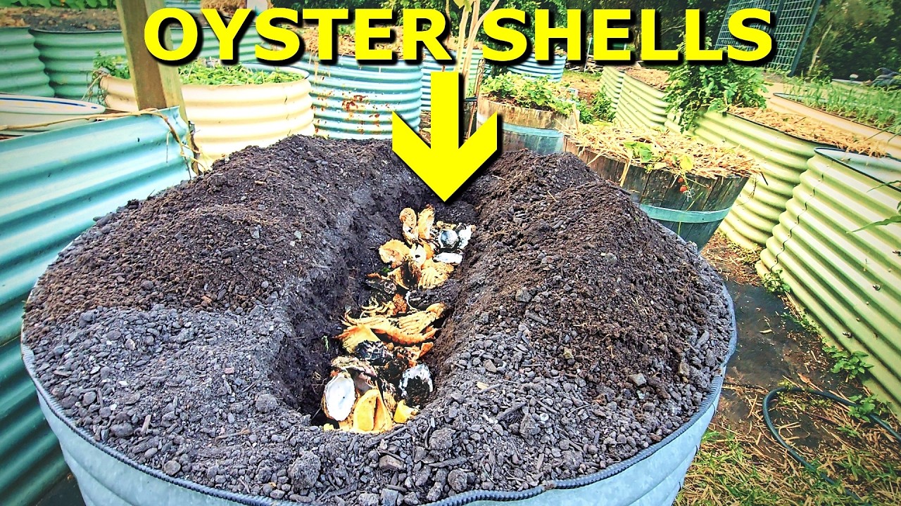 What Happens When You BURY OYSTER Shells in the Garden?
