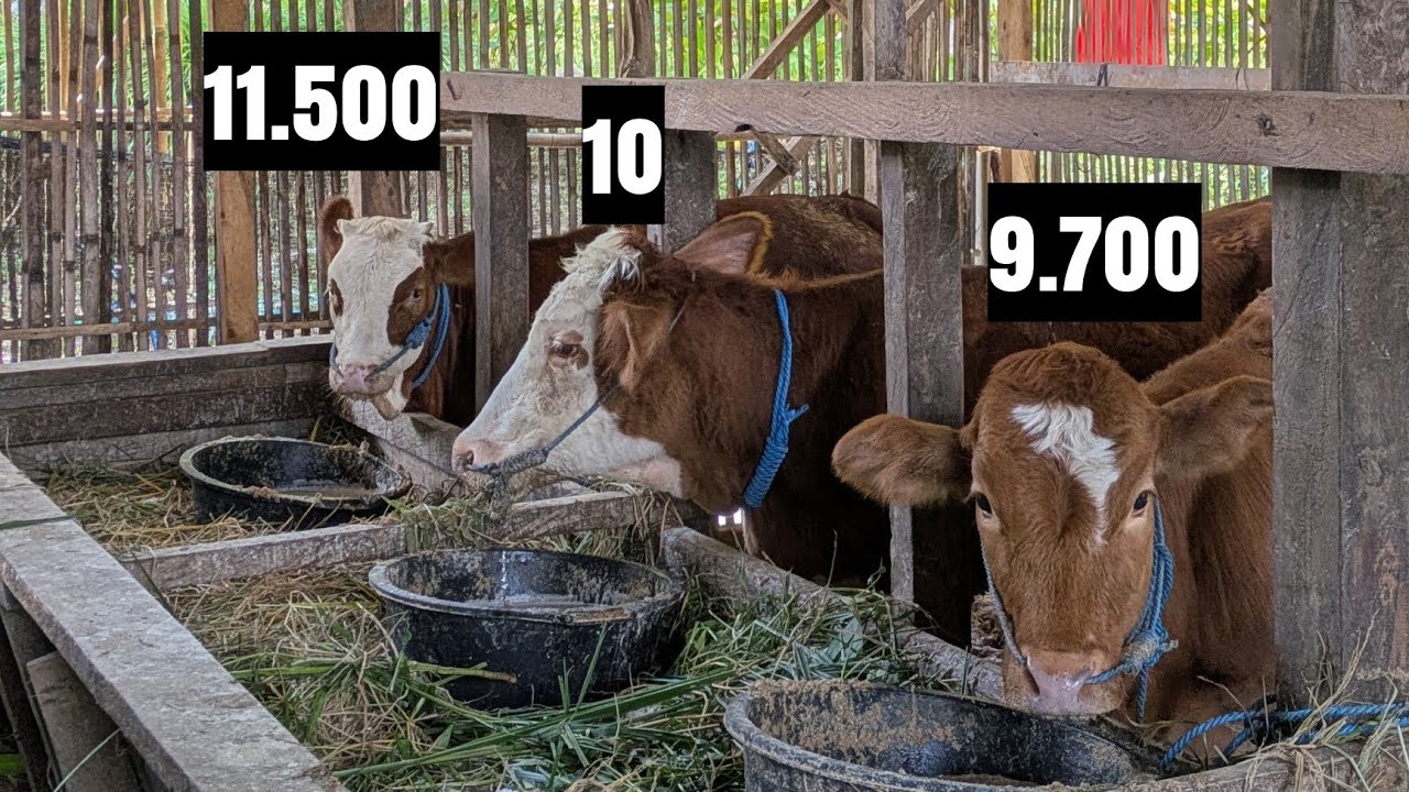 Sapi betina betina bakalan .sapi pedetan Setok tinggal 3 biji 