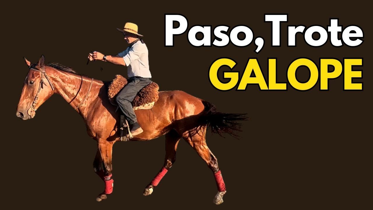 Del miedo a la calma: paso, trote y galope en la doma consciente