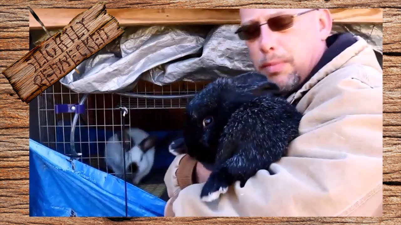 What to Do After a Failed Litter of Meat Rabbits - The SR Rabbit Update 11-28-17