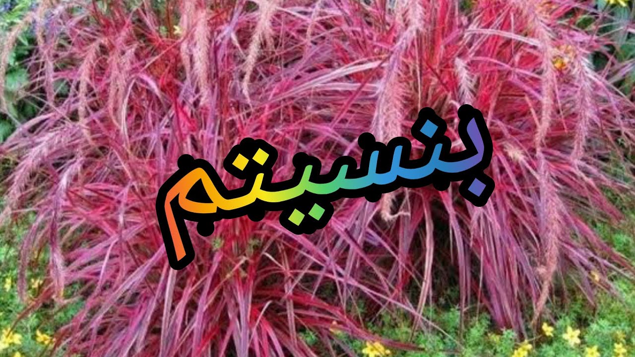 (بنسيتم حلفا حمراء) إذ كنتم تبحثون عن طرق العنايه وكيفية الإكثار هنا كل المعلومات
