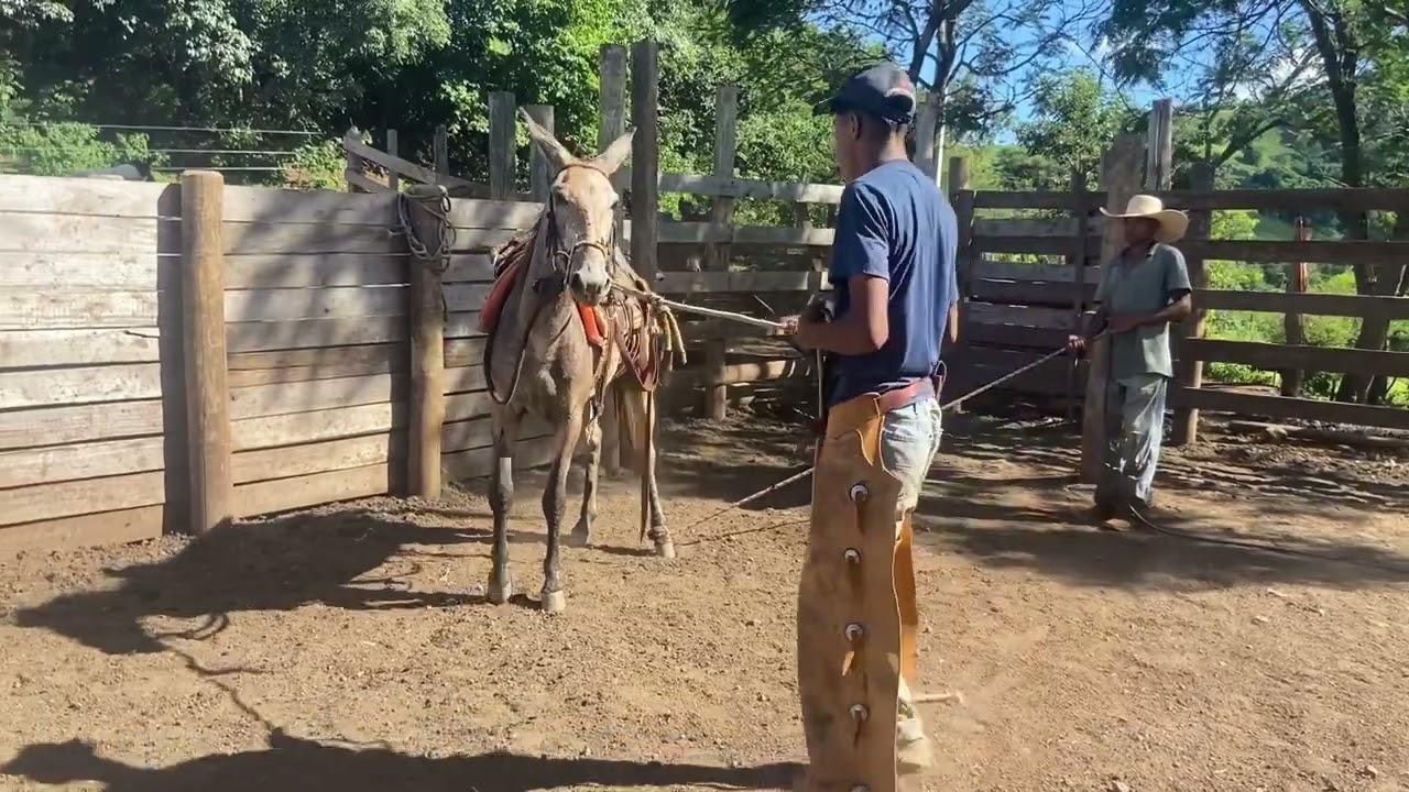 “Mais um dia na Doma do Burrão Foleão”