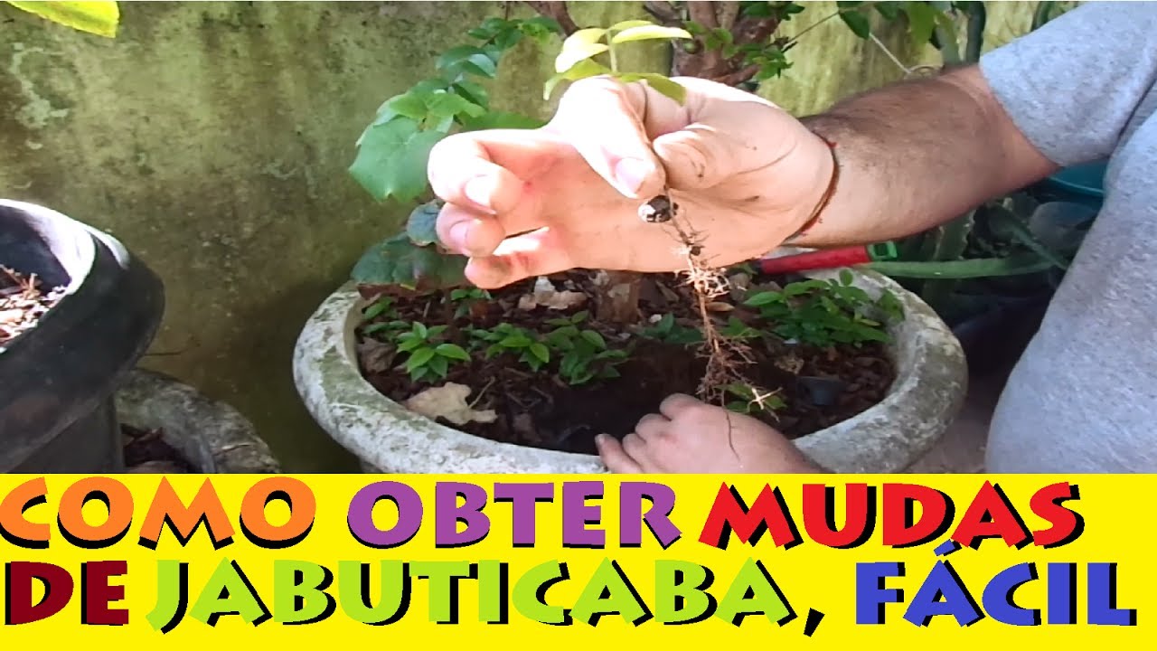 Como Obter mudas de jabuticaba híbrida da forma mais fácil !