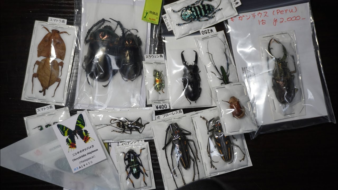 標本即売会で驚異の3万円使い果たしてきました！！！