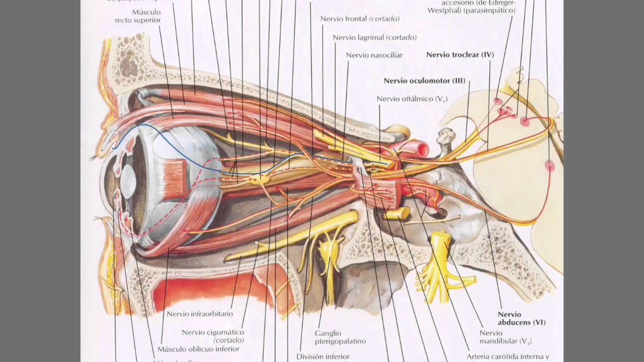 Pares craneales 3, 4 y 6: Nervios oculomotor, troclear y abducens
