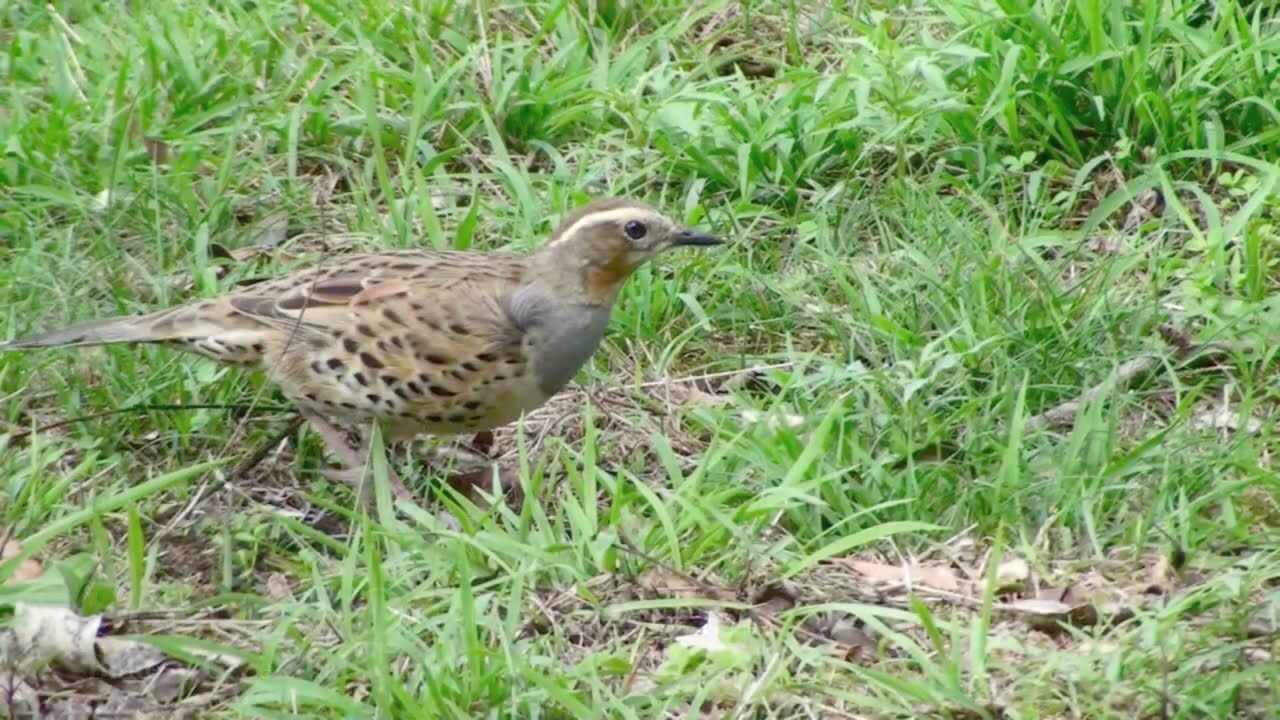 Spotted Quail-Thrush