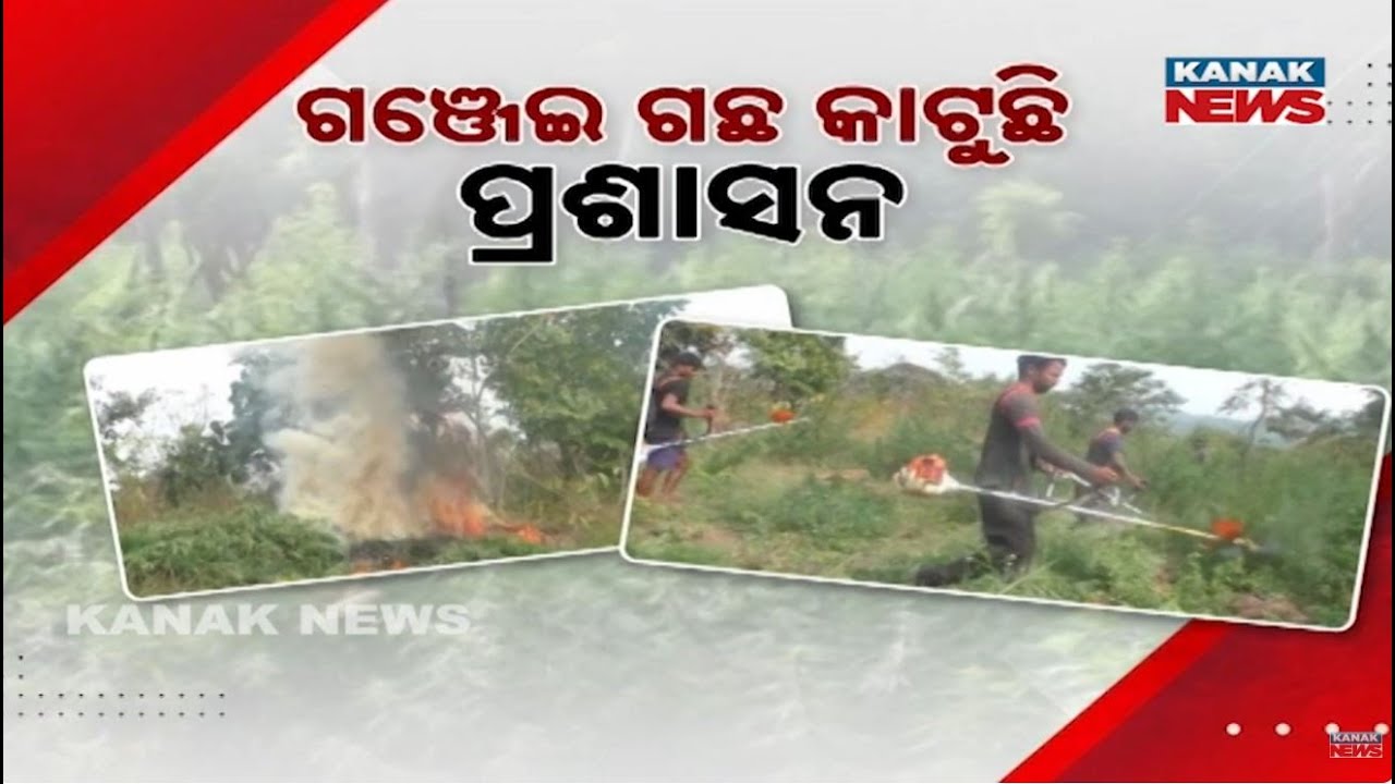 Operation Green Clean In Boudh: Police Destroy Ganja Farms, Mafia Still Active