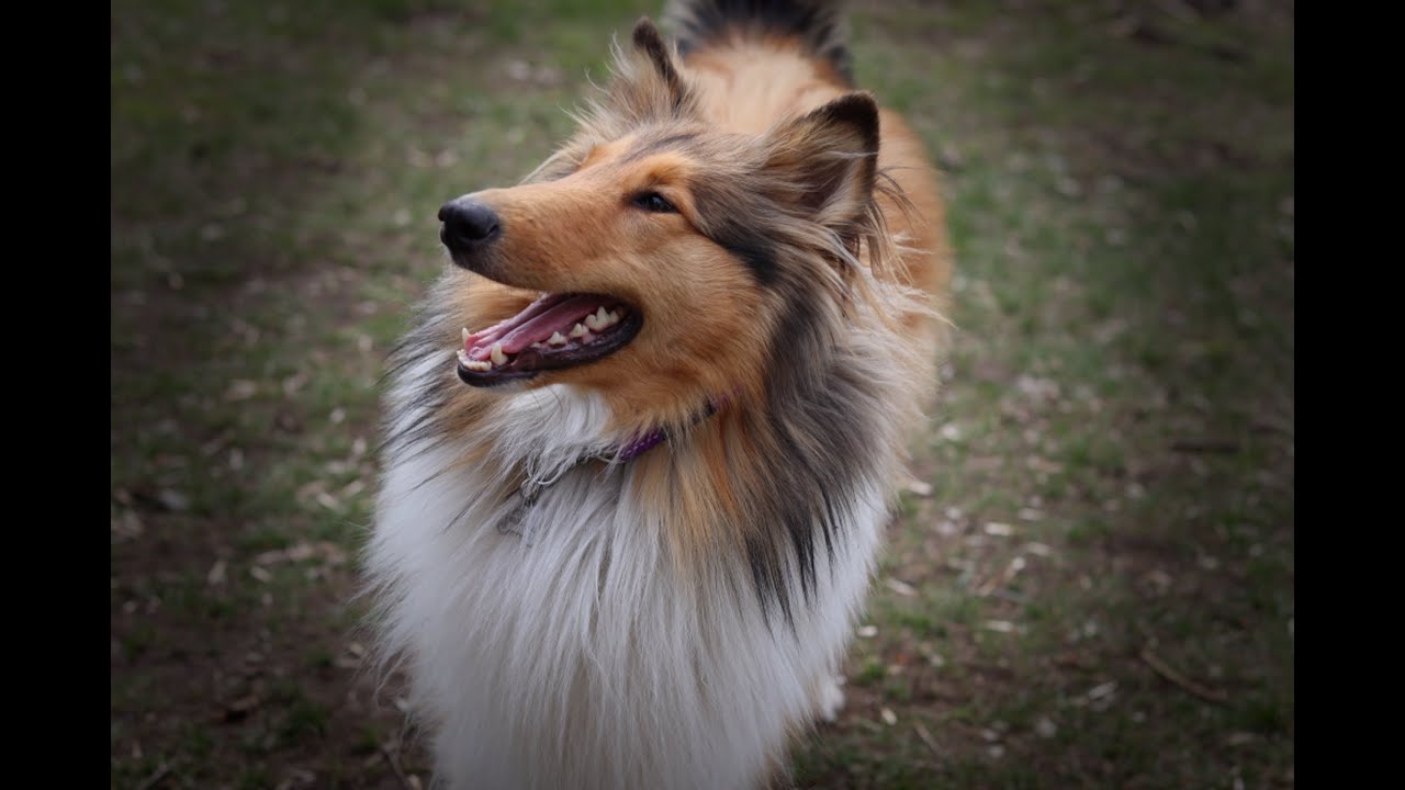 ROXY IS 1 YEAR OLD! Rough collie puppy from 1 month to 1 year/Marvelous Pets