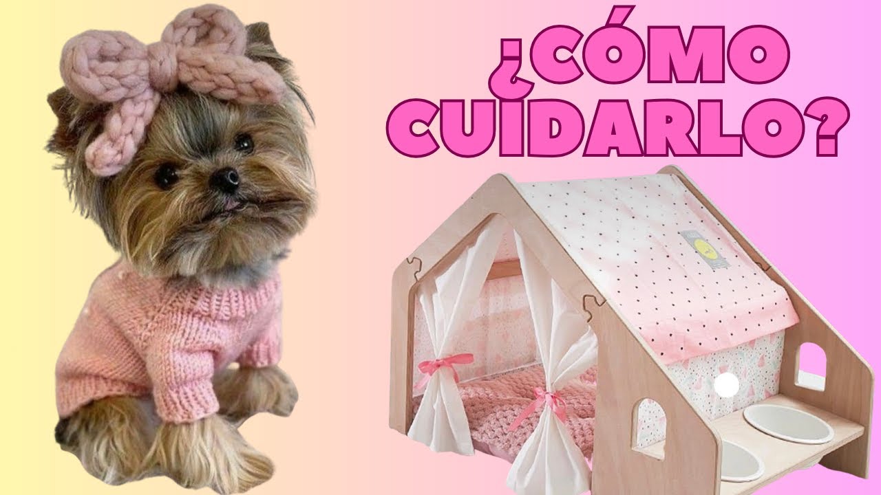 💝​¿CÓMO CUIDAR a tu  adorable perro YORKSHIRE TERRIER Bebé?_Guia Completa!👈​😍