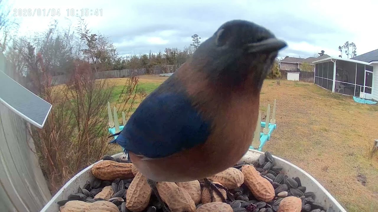 Bluebirds male and female and Mockingbird 