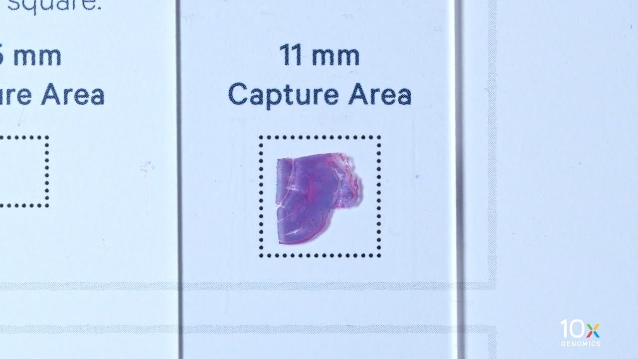 Visium CytAssist Tissue Preparation Guide | Tissue Slide Alignment