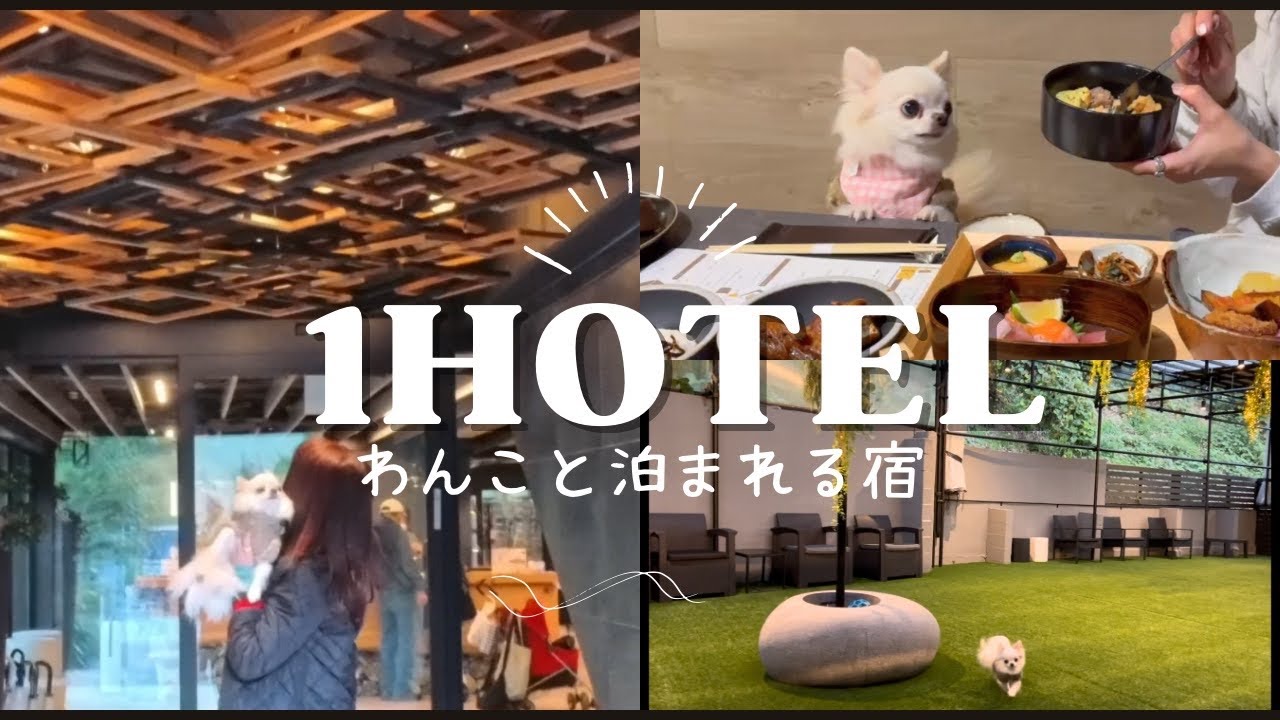 【愛犬と泊まれる宿】静岡1HOTEL🐶食事もお部屋も最高すぎました