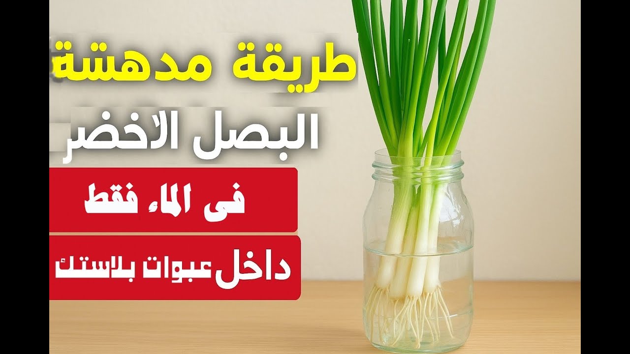 🔥طريقة عبقرية! زراعة البصل الأخضر بالماء فقط داخل عبوات بلاستيك - ازرع البصل بهذه الطريقة طول السنة