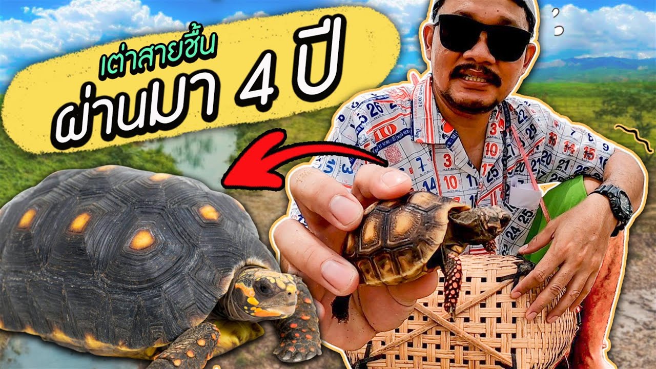 อัปเดต เต่าเรดฟุต เลี้ยงมา 4 ปี
