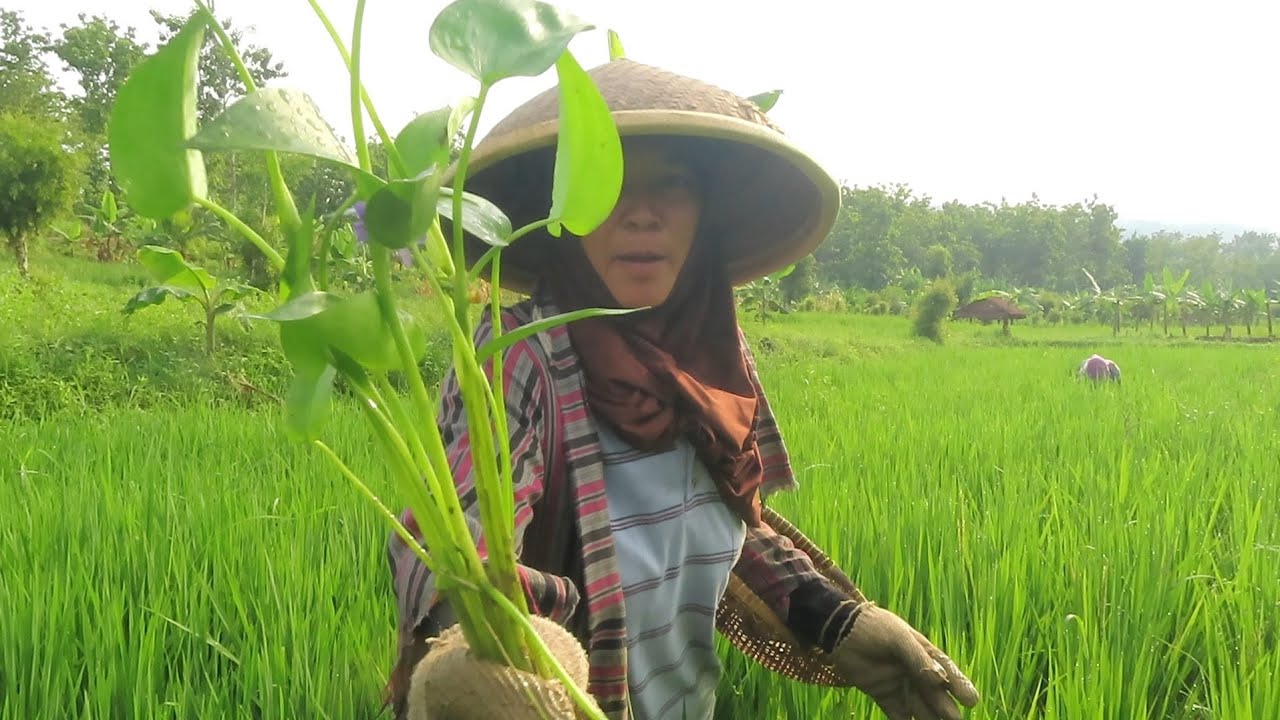 LAGI MUSIM SAYURAN INI|| LASUNG CARI LASUNG MASAK