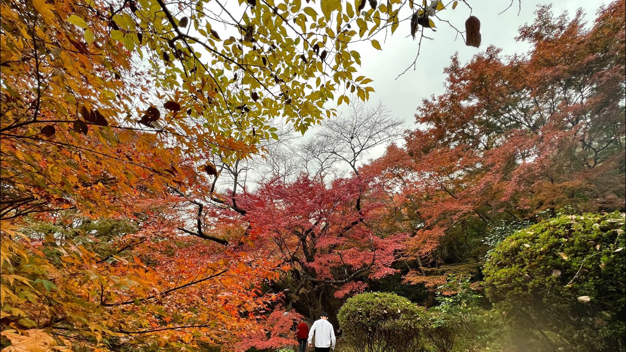 Japan Autumn /Beautiful scenery at Mifuneyama Rakuen #japanvlog [Ailyn Miyamoto]